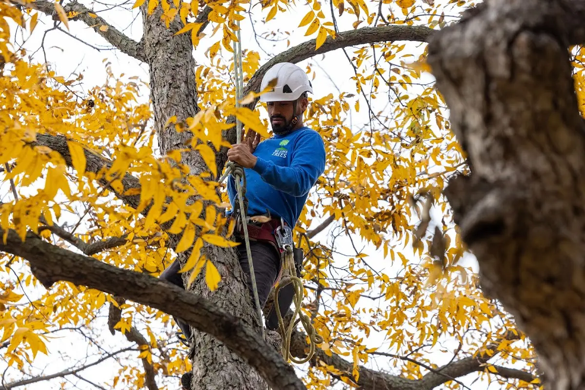 Skilled Tree Planing crew working in Gibsonton